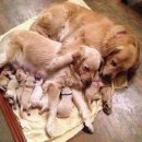 FAMILY DOG 티스토리