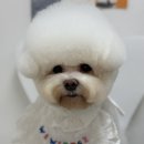 피카소동물병원 이미지