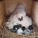 농업회사법인 더 팸팜 이미지