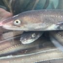 국동장어탕거리 이미지