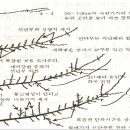 매실의 안정생산 재배 기술 이미지