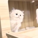 뭉치켄넬 | 덕양구고양이분양 우리집 새가족을 만나는 최고의 선택은?