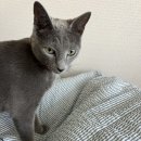 동물병원 움 | 고양이 이물질 삼킴 고양이 개복수술 회복..ㅠㅠ(인천 송림 동물병원 추천, 가격,내돈내산 후기 )