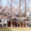 GS25 연남공원점 | 서울 벚꽃 시기 연남동 데이트 코스 경의선숲길 산책 추천