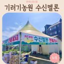 대박농산물판매장 | 천안 수신멜론 직거래 기러기농원 후기｜천안상록리조트 가는 길에 만난 인생 멜론🍈