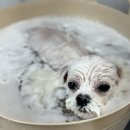 또왕또왕 Dog Salon 이미지