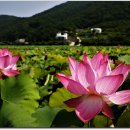 서오지리연꽃마을 이미지