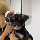 슈나랑베키랑애견미용실 | 슈나우져 배냇미용 털보에서 귀염둥이 아가로 변신후기 강아지미용실 양평동
