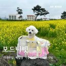 모드니펫 기내용 강아지 이동가방 제주도 배탑승 후기