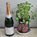 플라마 | 스페인 와인 플라마 도르 까바 브뤼 스파클링와인 추천