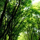 느티나무 이미지