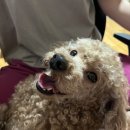 #2 강아지 눈물자국 꾸준한 관리 후기 (23년 5월~11월)