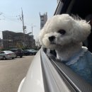 포천달빛애견글램핑장