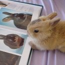 대한토끼 이미지