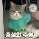 수컷 - 기장군 정관로 578 | 수컷 고양이 중성화 후기 (+ 수술 후 회복 과정 스토리)