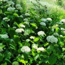 익산산림조합산림문화체험관 | 익산 수국명소 함라산 수국정원 익산산림문화체험관
