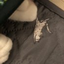 [한일전기] 고양이 강아지 전기방석 온열매트 내돈내산 후기