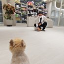 올바른 동물병원 | 노령견 발작 증상을 일으킨다면?- 야음동 동물병원에서 알려드립니다.
