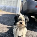 거금아일랜드펜션 이미지