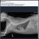 다솜동물메디컬센터 금정점 | 2025년 10살 노묘 고양이 건강검진 ( 다솜 고양이메디컬센터 금정점 )