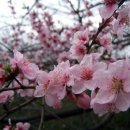 서울 十景 楊花島 이미지