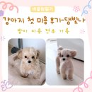 댕빛나 | 밤이 첫 미용 후기 | 댕빛나에서 무사히 성공