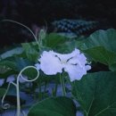 상지농장 이미지