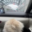 몽그루밍 이미지