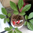 백두대간약초나라 이미지