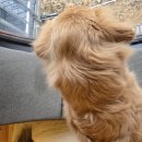 탐스럽개 이미지