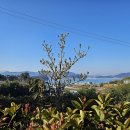 봄 Spring - 튀어 오르다-싹이나다-샘솟다 이미지