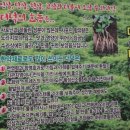 더덕솥뚜껑삼겹살서문점 이미지