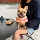J&L 희귀모색 프렌치불독 | 대구 J&amp;L에서 프렌치불독분양 상담하고 왔어요! (분양가/교배/장모/희귀모색/미니)