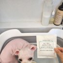 어화둥둥 내강아지 이미지