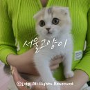 캣초딩 고양이분양 김포구래점 | 초보집사의 서울고양이 캣샵 방문후기!