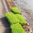 선거 농로 이미지