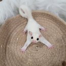 와우펫앤쥬(기장점) 이미지