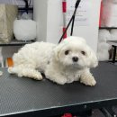 영천애견미용 이미지