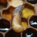 꿀벌 바이러스, 치명적인 바로아 응애 동료 이미지