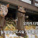 [브리핑] 2025/03/12 오히려 다행스러운 은평구의 실체 없는 ‘도시숲 자원화 프로젝트’ 이미지