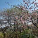 복숭아꽃살구꽃 이미지