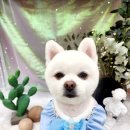 단델리온 견살롱 이미지