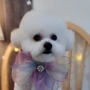 다이아몬독 이미지