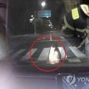 교동멧돼지 이미지