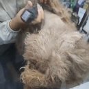 내사랑땡구 이미지