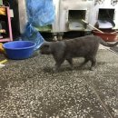 홍성떡방앗간 이미지