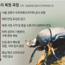 그냥 심심해서요. (24141) 50년만에 소똥구리 돌아왔다 이미지