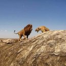 세렝게티 이미지