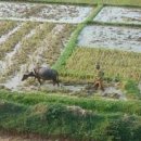 정해농장 이미지