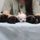 제이제이(JJ) 이미지